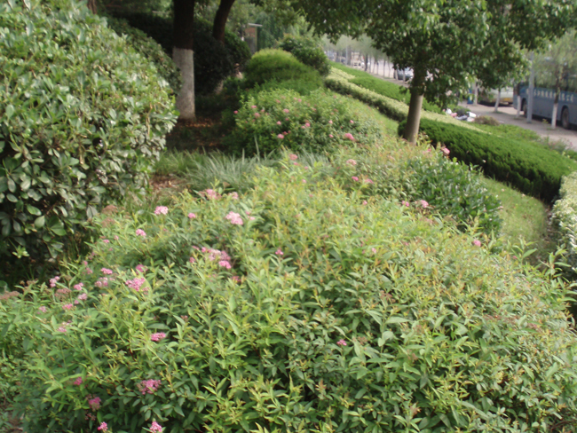 馬鞍山某公園綠化植被