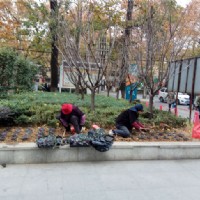 園林養(yǎng)護--市人民醫(yī)院2